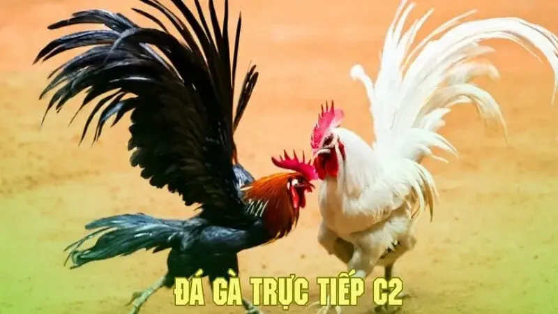 Làm thế nào để tham gia Đá Gà C2 SanClub?